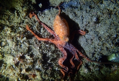 Callistoctopus macropus