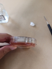 Talaromyces purpureogenus