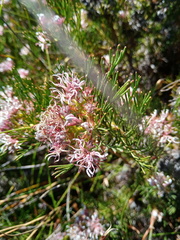Serruria decipiens