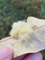 Neuroterus laurifoliae