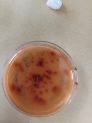 Talaromyces purpureogenus
