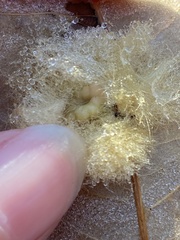 Neuroterus laurifoliae