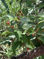 Malpighia glabra