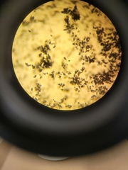 Talaromyces purpureogenus