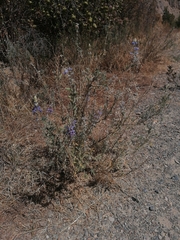 Lupinus altimontanus