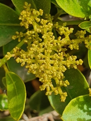 Olea capensis capensis