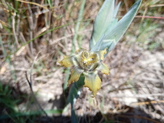Ferraria variabilis