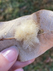 Neuroterus laurifoliae