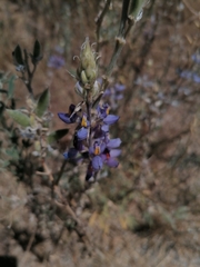 Lupinus altimontanus
