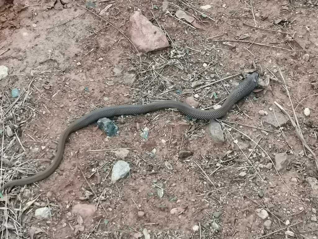 Mozambique Spitting Cobra from R522, South Africa on October 29, 2022 ...