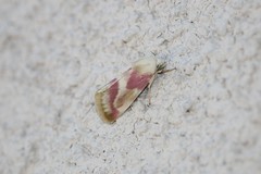 Schinia regina