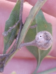 Neolasioptera lathami