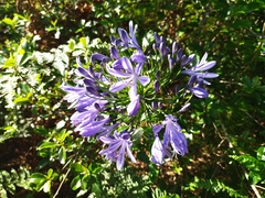 Agapanthus