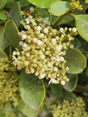 Olea capensis capensis