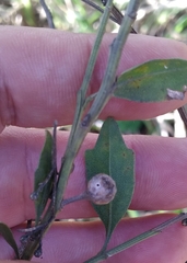 Neolasioptera lathami