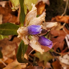 Gentiana villosa
