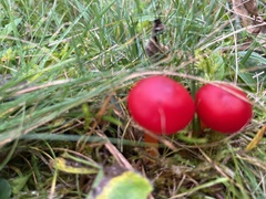 Hygrocybe splendidissima