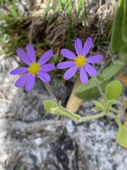 Senecio arenarius
