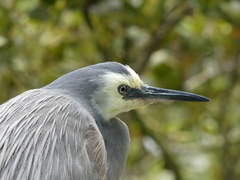 Egretta novaehollandiae novaehollandiae
