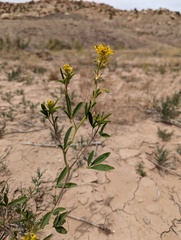 Cleomella lutea