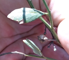 Neolasioptera lathami