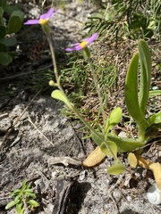 Senecio arenarius