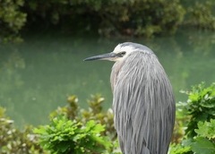 Egretta novaehollandiae novaehollandiae