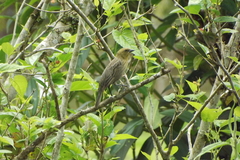 Chrysomus ruficapillus