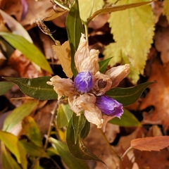 Gentiana villosa