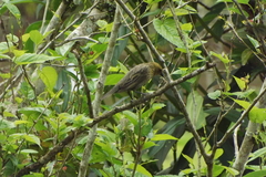 Chrysomus ruficapillus