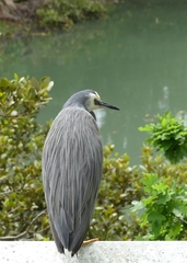 Egretta novaehollandiae novaehollandiae