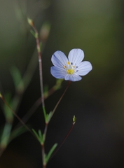 Leptosiphon liniflorus