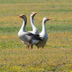 Anser anser domesticus × anser cygnoides domesticus
