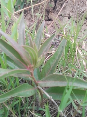 Asclepias mellodora