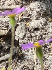 Senecio arenarius