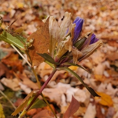 Gentiana villosa