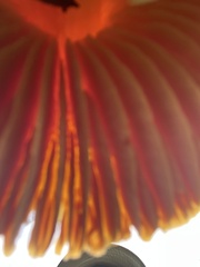 Hygrocybe splendidissima