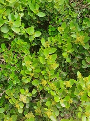 Olea capensis capensis