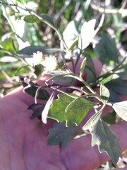 Neolasioptera lathami