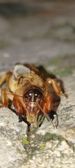 Gryllotalpa vineae