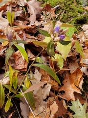 Gentiana villosa