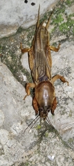 Gryllotalpa vineae