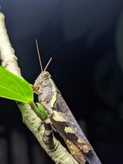 Xenocatantops humilis