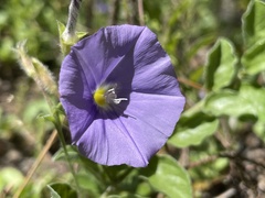 Convolvulus sabatius