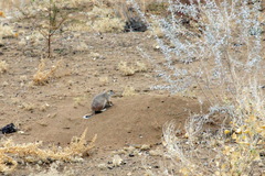 Spermophilopsis leptodactyla