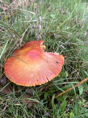 Hygrocybe splendidissima