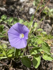 Convolvulus sabatius