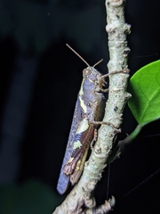 Xenocatantops humilis