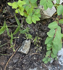 Pseudostellaria jamesiana