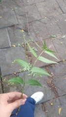Azadirachta indica